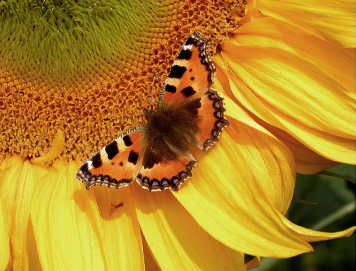 Sonnenblume mit Schmetterling